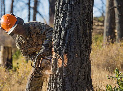 cropped-Marines_conduct_tree-felling_operations_141018-M-OD001-007-1-4.jpg